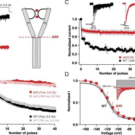 Graded Effects Of C Terminal Tail Truncations On Late Use Dependent