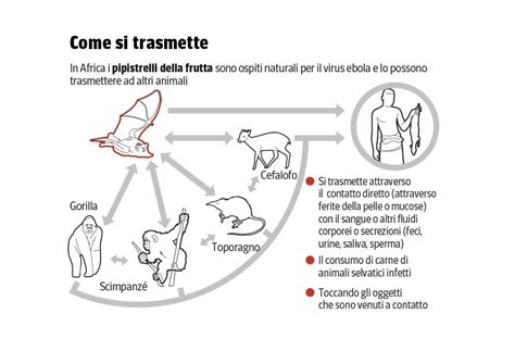 Ebola Tutto Quello Che C Da Sapere Sul Virus Corriere It