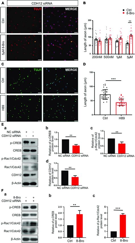 Cdh Regulates Neuronal Growth Via The Pka Rac Cdc Pathway A B