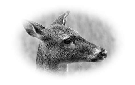 Whitetail Doe Photograph by Todd Hostetter - Pixels