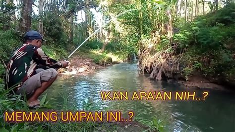 Mancing Ikan Nelem Umpan Daun Pakis Langsung Strike Youtube