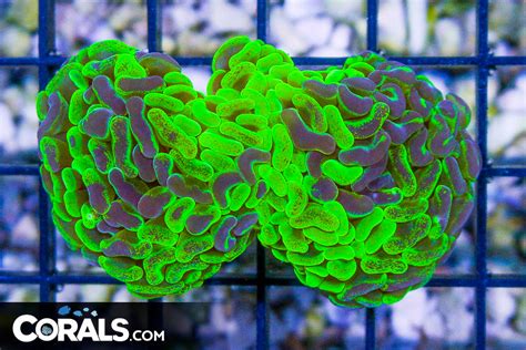 RARE YELLOW Branching Hammer Australia 1 HEAD Corals