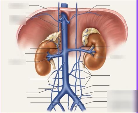 renal veins Diagram | Quizlet