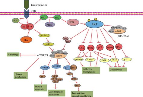 Pi3k Akt Mtor Signalling Pathways And Their Roles In Glioblastoma [15