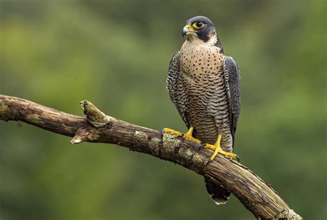 Peregrine falcon guide: how to identify and where to see in the UK ...