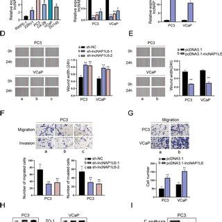 Nap L Contributes To The Migration Invasion And Emt Process Of Pca