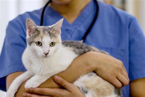 Feline Hyperthyroidism And Radioactive Iodine I Therapy Avets