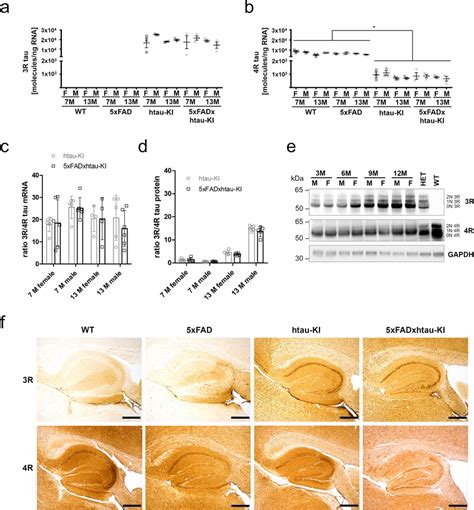 Analysis Of Tau Isoform Expression In Htau KI Mice And Generated