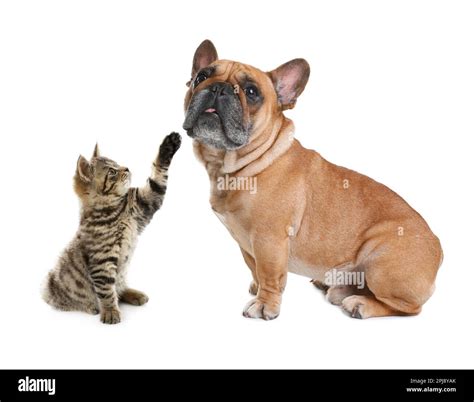 Cute Cat And Dog On White Background Animal Friendship Stock Photo Alamy