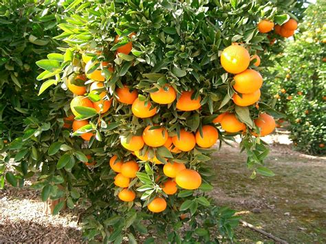 Cómo plantar un naranjo en el Huerto La Huerta de Ivan