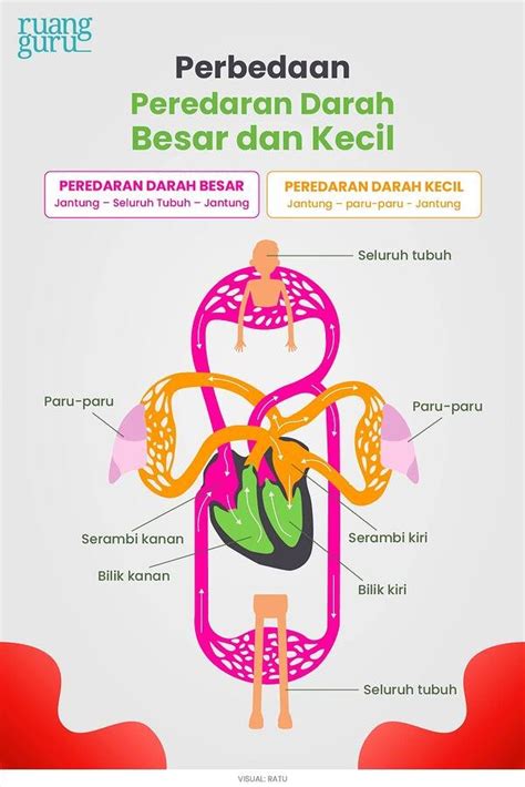 Gambar Skema Peredaran Darah 55 Koleksi Gambar