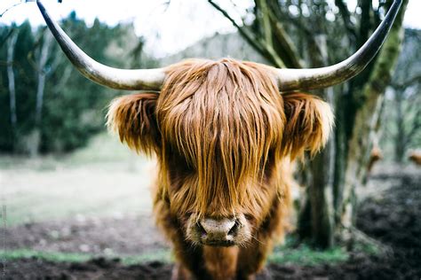 Long Haired Highland Cattle Looking Straight Into The Camera By