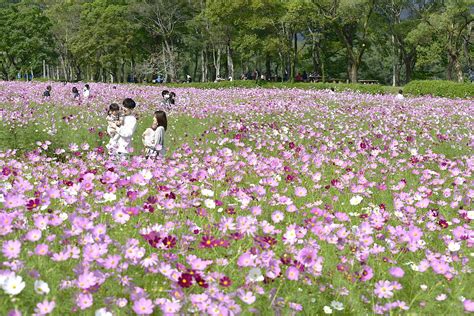 3年ぶりに復活！「コスモスまつり」高知県越知町で150万本、秋風に揺れる 会場は屋台やステージも 高知新聞