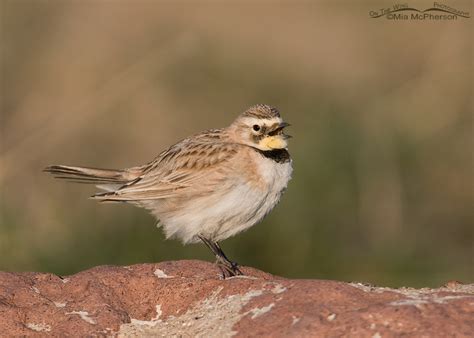 Female Horned Lark Mia Mcphersons On The Wing Photography