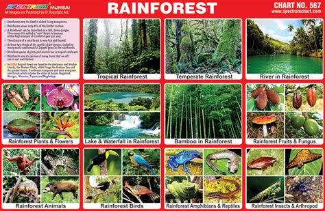 Spectrum Educational Charts Chart 567 Rainforest Rainforest