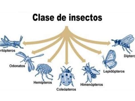 Clasificación de Insectos Guía Completa y Actualizada eco360