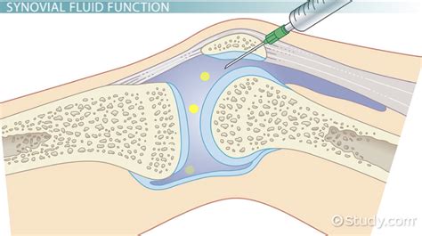 What Is Synovial Fluid Definition And Function Video And Lesson