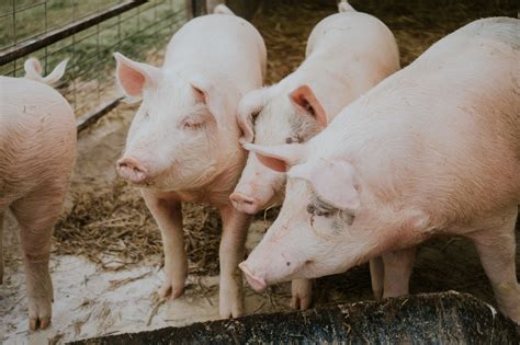 Producci N De Carne De Cerdo En Colombia Un Aumento Significativo