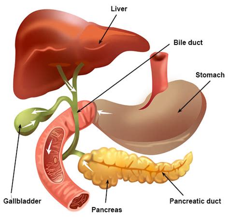 Ercp Endoscopic Retrograde Cholangio Pancreatography