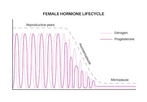 Premium Vector Female Hormones Lifestyle Graph Estrogen End