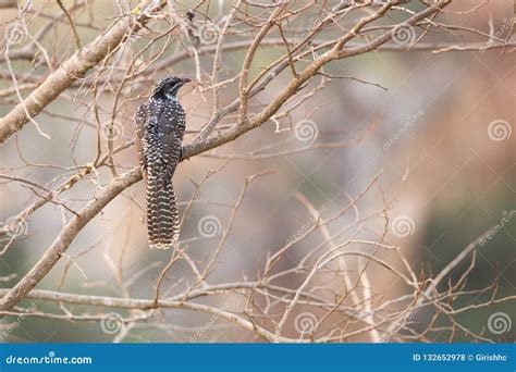 Koyal Female Perching Stock Photo Image Of Koyal Female 132652978