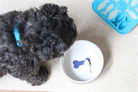 Easy DIY Frozen Dog Treats – Craft Box Girls
