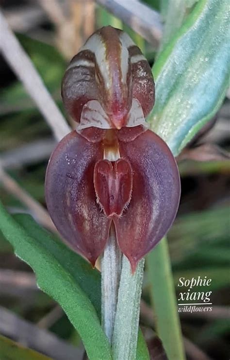 Plantfiles Pictures Species Orchid Pterostylis Red Banded Greenhood