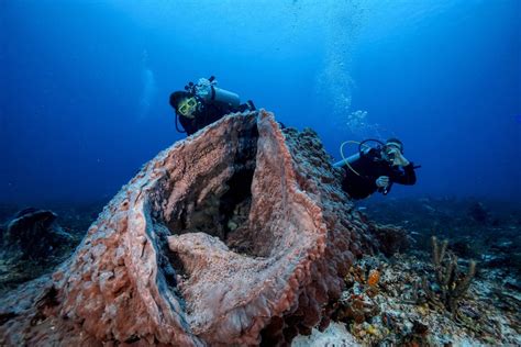 Cozumel Diving » Scuba Playa