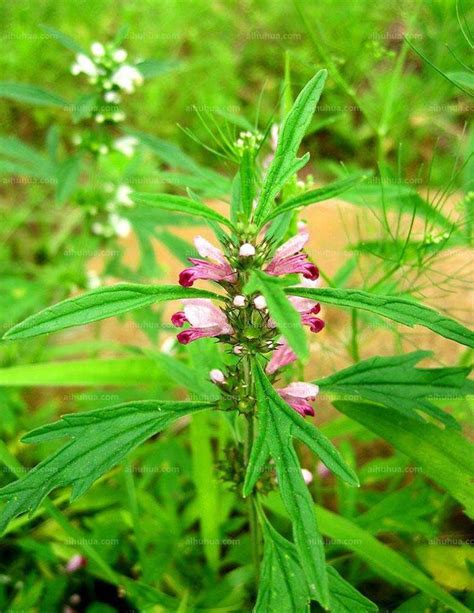 益母草图片 园林的益母草图片大全 花卉网