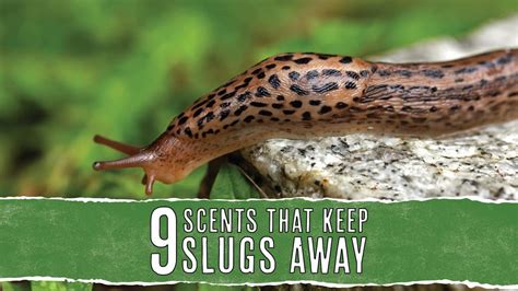 Scents That Slugs Hate And How To Use Them Pest Pointers