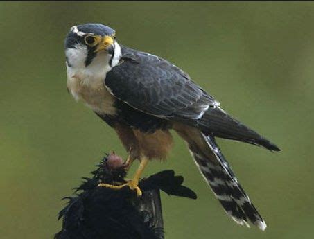 Barbary Falcon Is Native To Northern And Eastern Parts Of Africa Falco