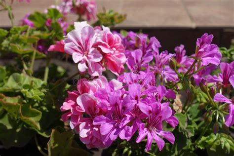 Ivy Leaved Pelargonium With Pink Flowers Stock Photo Image Of