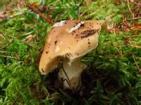 Amanite Jonquille Amanita Junquillea Toxicit Guide Des Champignons