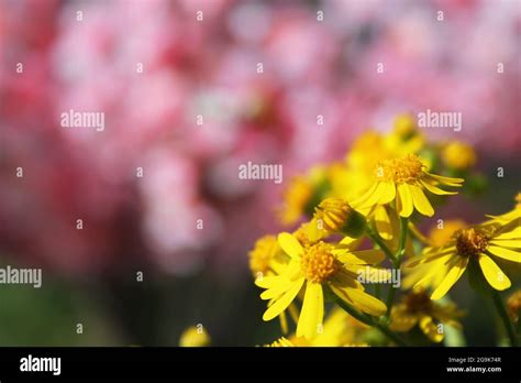 Cressleaf Groundsel Yellow Flowers Packera Glabella In Summer Meadow