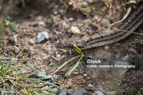 Mongolia Diones Rat Snake Stock Photo - Download Image Now - Arkhangai ...
