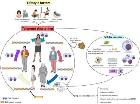 Telomeres And Aging