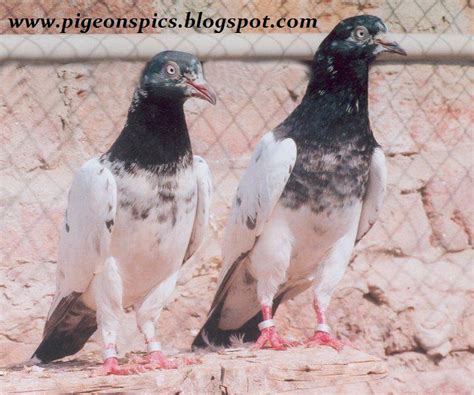 Latest Pakistani Taddi Pigeons Kabootar Pigeons Pics Latest