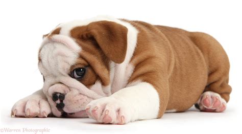 cute bulldog pup   photo wp