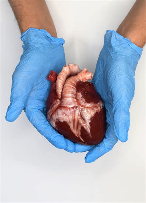 Pictures Of Real Hearts From Humans