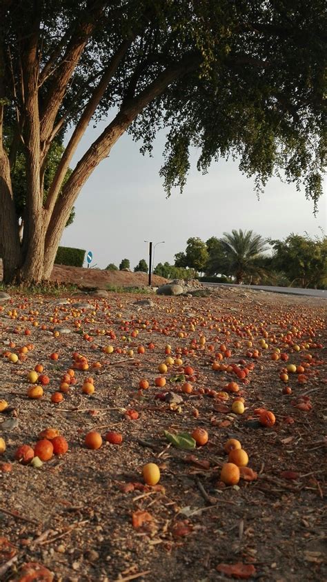 ثمار شجرة السدر ( النبق،الكنار)