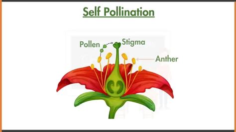 Self Pollination Diagram With Labells