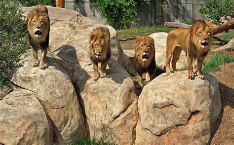 African Lion - Denver Zoo