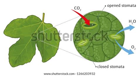 1,807 Stomata Images, Stock Photos, 3D objects, & Vectors | Shutterstock