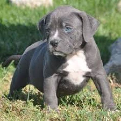 Pitbull Kennels Usa