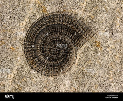 Fossil Imprint Ammonite Shell Sea Hi Res Stock Photography And Images