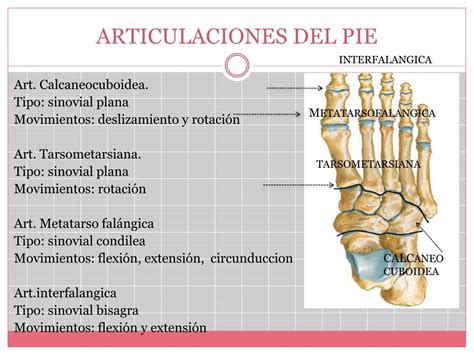 PPT MIEMBRO INFERIOR HUESOS Y ARTICULACIONES PowerPoint Presentation