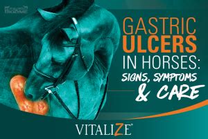 Hindgut vs. Gastric Ulcers in Horses - Vitalize