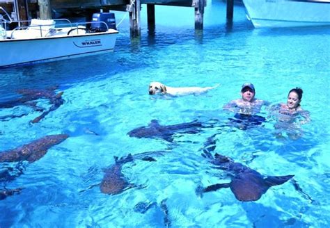 Swimming With Nurse Sharks At Compass Cay Exumas Bahamas • Jessie On A Journey Solo Female