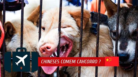 Os Chineses Comem Cachorros YouTube