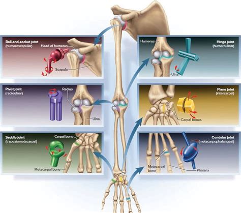 Type Of Joint Found In The Knee And Elbow - koibana.info | Synovial ...